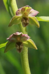 Kruštík oddálený (Epipactis distans)