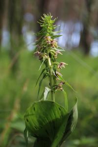 Kruštík oddálený (Epipactis distans)