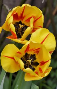 Tulipán 'Washington' - Triumph tulipány (Tulipa)