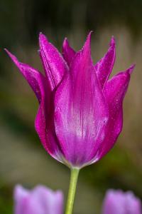 Tulipán (Tulipa)