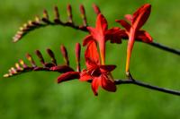 Montbrécie 'Lucifer' (Crocosmia)