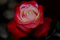 Růže 'Nicole' (Rosa)