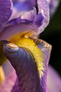 Kosatec bledý 'Variegata Aurea' (Iris pallida)