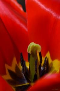 Tulipán 'Apeldoorn' (Tulipa)