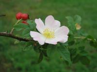 Růže šípková (Rosa canina)
