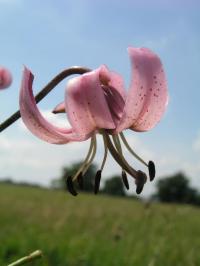 Lilie zlatohlavá (Lilium martagon)