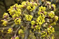 Dřín jarní (Cornus mas)