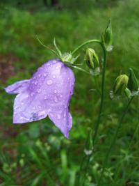 Zvonek broskvolistý (Campanula persicifolia)