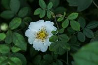 Feld-Rose (Rosa arvensis)