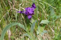 Kosatec bezlistý (Iris aphylla)