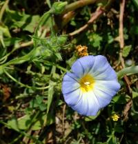 Svlačec trojbarevný (Convolvulus tricolor)