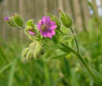Kakost měkký (Geranium molle)