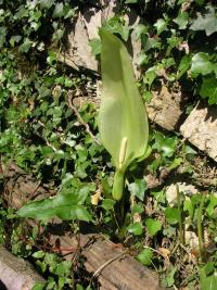 Árón italský (Arum italicum)