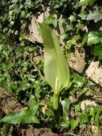 Árón italský (Arum italicum)