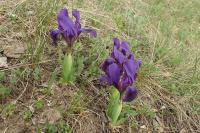 Kosatec nízký (Iris pumila)