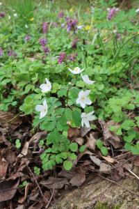 Zapalice žluťuchovitá (Isopyrum thalictroides)