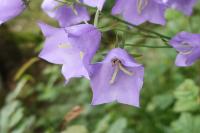 Zvonek broskvolistý (Campanula persicifolia)