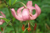Lilie zlatohlavá (Lilium martagon)
