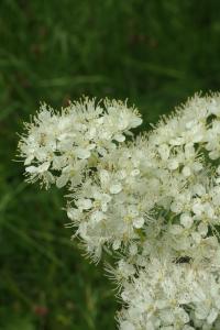 Tužebník jilmový (Filipendula ulmaria)