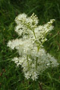 Tužebník jilmový (Filipendula ulmaria)