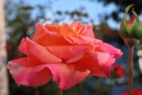Růže 'Gloria Dei' - Velkokvěté růže (Rosa)