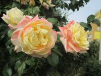 Růže 'Athena' - Velkokvěté růže (Rosa)