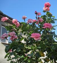 Růže 'Queen Elizabeth' (Rosa)