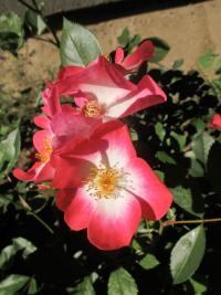 Růže 'Bukavu' - Sadové růže (Rosa)