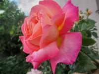 Růže 'Gloria Dei' - Velkokvěté růže (Rosa)