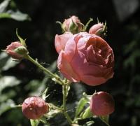 Růže 'Pomponella' - Mnohokvěté růže (Rosa)