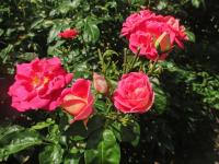 Růže 'Heimatmelodie' - Velkokvěté růže (Rosa)