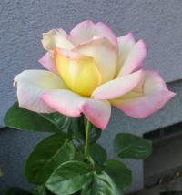 Růže 'Gloria Dei' - Velkokvěté růže (Rosa)