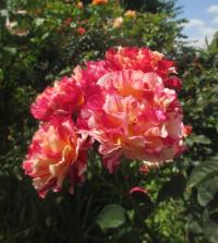Růže 'Maurice Utrillo' - Velkokvěté růže (Rosa)