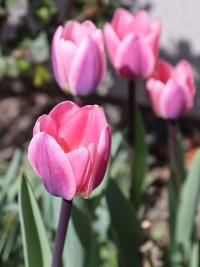 Tulipán 'Light and Dreamy' (Tulipa)
