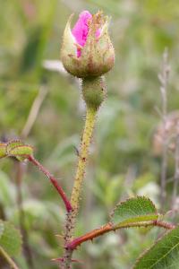 Gallic Rose (Rosa gallica)