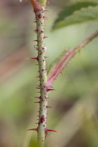 Gallic Rose (Rosa gallica)
