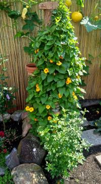 Thunbergie křídlatá (Thunbergia alata)