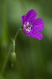 Wald-Storchschnabel (Geranium sylvaticum)