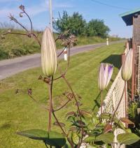 Plamének (Clematis)