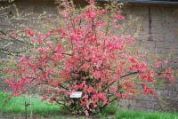 Kdoulovec japonský - kvetoucí habitus (Chaenomeles japonica)