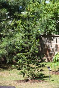 Borovice osinatá (Pinus aristata)