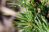 Borovice osinatá (Pinus aristata)
