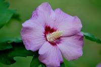 Ibišek syrský (Hibiscus syriacus)