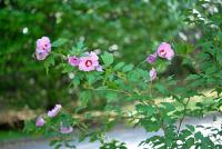 Ibišek syrský (Hibiscus syriacus)