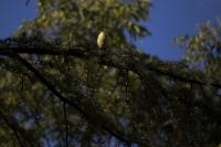 Cedr atlaský (Cedrus atlantica)