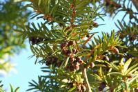 Tis červený (Taxus baccata)