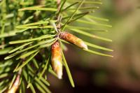 Douglaska tisolistá (Pseudotsuga menziesii)