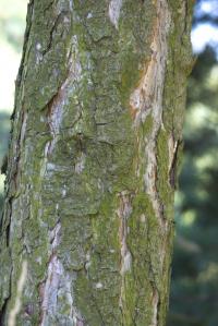 Borovice černá (Pinus nigra)