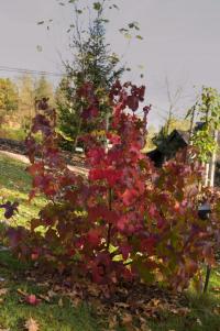 Ambroň západní 'Rotundiloba' (Liquidambar styraciflua)