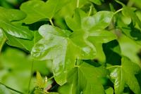 Ambroň západní 'Rotundiloba' (Liquidambar styraciflua)